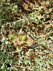 Mesembryanthemum crystallinum