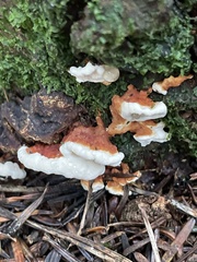 Heterobasidion annosum