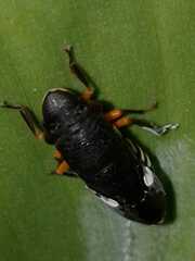 Homalodisca ichthyocephala