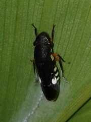 Homalodisca ichthyocephala