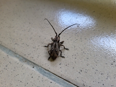 Phryneta coeca