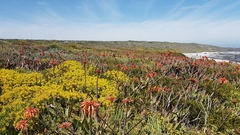 Aloe distans