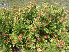 Maytenus procumbens