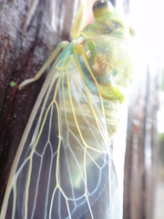 Hyalessa maculaticollis