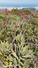 Aloe distans