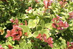 Maytenus procumbens