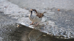 Passer domesticus