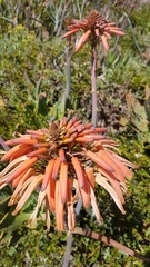 Aloe distans