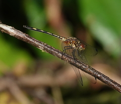 Dythemis sterilis