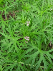 Geranium dissectum