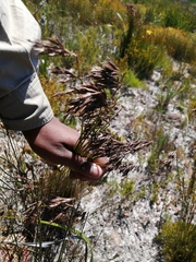 Thamnochortus cinereus
