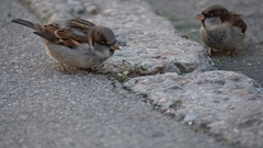 Passer domesticus