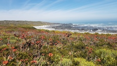 Aloe distans