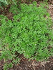 Geranium dissectum