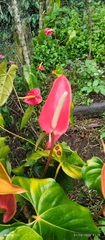 Anthurium andraeanum
