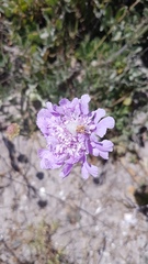 Scabiosa incisa