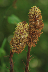 Orobanche laxissima