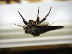 Lymantria mathura aurora