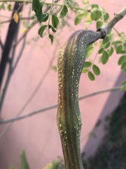 Lepidoptera