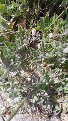 Scabiosa incisa