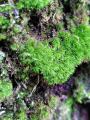 Dicranum montanum