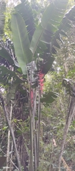 Heliconia abaloi