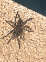Ischnocolus valentinus
