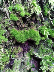 Dicranum montanum
