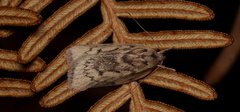Oligoloba severa