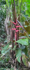 Heliconia