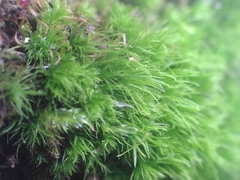 Dicranum montanum
