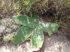 Brunsvigia orientalis