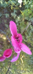 Gladiolus hirsutus