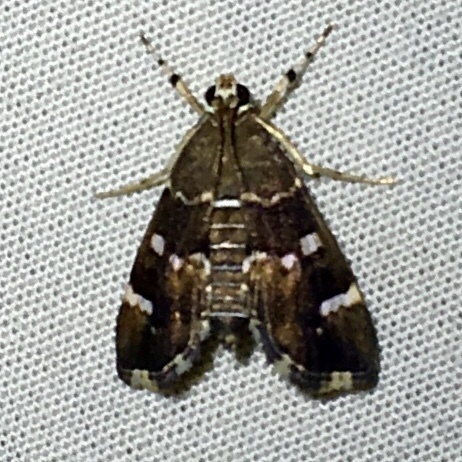 Spotted Beet Webworm Moth