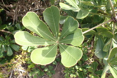 Cussonia thyrsiflora