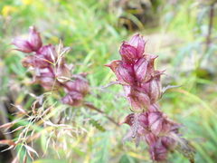 Pedicularis verticillata