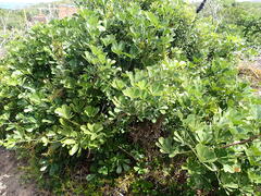 Cussonia thyrsiflora