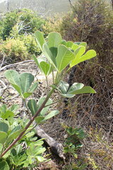 Cussonia thyrsiflora
