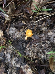 Cantharellus concinnus