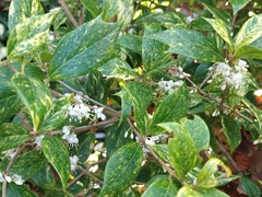 Osmanthus heterophyllus