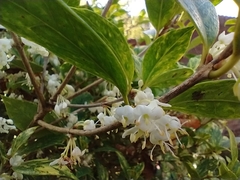 Osmanthus heterophyllus