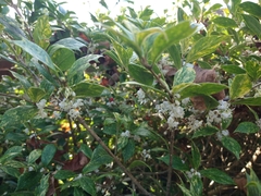 Osmanthus heterophyllus