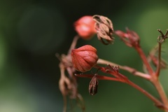 Clerodendrum fortunatum