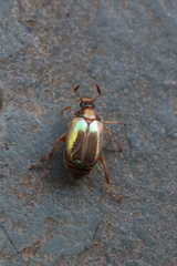 Phytholaema mutabilis