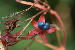 Clerodendrum fortunatum