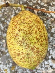 Phyllosticta citricarpa