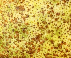 Phyllosticta citricarpa