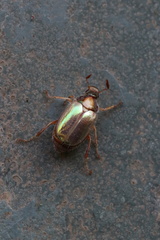 Phytholaema mutabilis