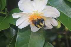 Xylocopa caffra