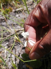 Pelargonium elongatum